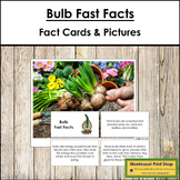 Bulb Fast Facts - Montessori Botany Cards & Pictures