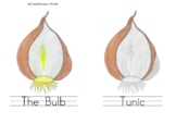 Bulb: Lesson Book/Chart