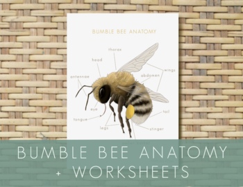 Preview of Bumble Bee Anatomy Download // Montessori & Homeschool Learning