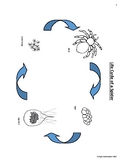 Life Cycle of a Spider Montessori, Waldorf, ReggioHomeschooling
