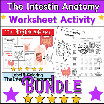 Preview of Bundle The Intestin Anatomy Activities: Labeling & Coloring,Word Search ✅No Prep