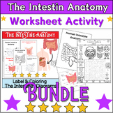 Bundle The Intestin Anatomy Activities: Labeling & Colorin