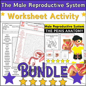 Preview of Bundle The Male Reproductive System Activities: Coloring & Labeling,Word Search✅