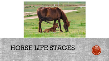 Preview of UNIT BUNDLE: Horse Life Stages, Colors, & Markings (4H, FFA, Pony Club, Camp)