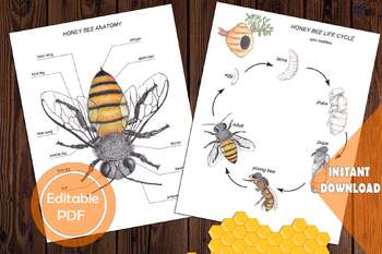 Preview of Bundle of 7 Insects set, Anatomy & Life cycle, Butterfly, Bee, Ladybug, Mantis