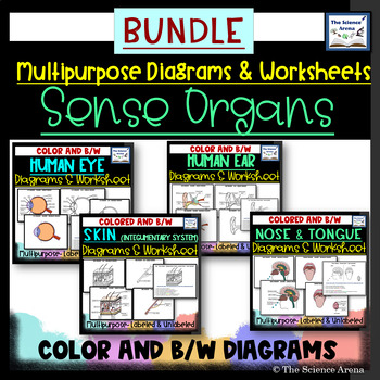 Preview of Bundle of Sense Organs Diagrams and Worksheets on Eye, Skin, Ear, Nose, Tongue