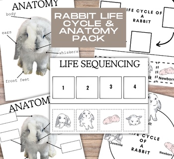 Preview of Bunny life cycle anatomy pack