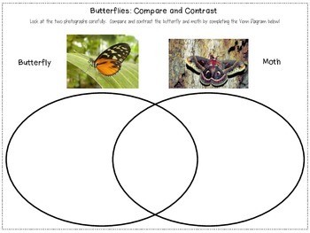 Compare and Contrast Butterflies and Moths, Painted Ladies and Monarchs