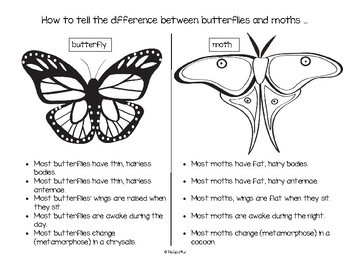 butterflies moths math science and literacy activities for preschool
