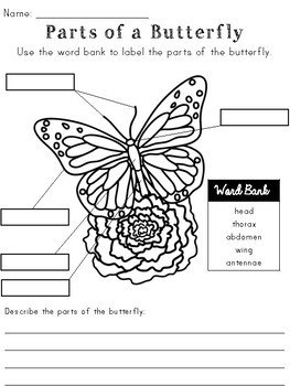 Caterpillar & Butterfly Life Cycle by Joyful Learning - Megan Joy