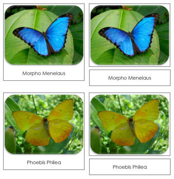 Butterflies Toob/Safari Ltd/toob/Morpho Menelaus/Phoebis Philea/Evenus Regalis 