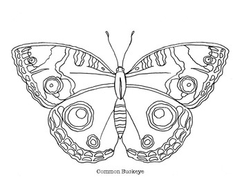 buckeye coloring pages