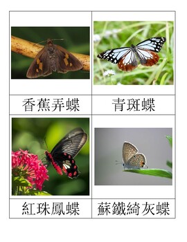 Preview of Butterflies of Taiwan 台灣的蝴蝶 Montessori nomenclature cards Chinese reading