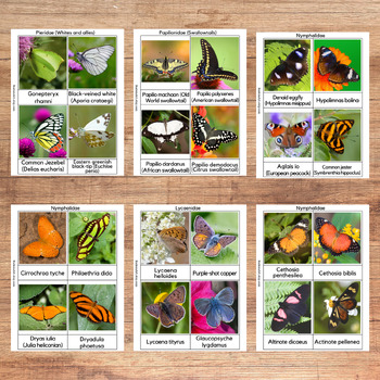 Preview of Butterflies three-part cards, Montessori material, 235 butterfly species