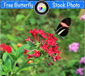 Preview of Stock Photo: Butterfly