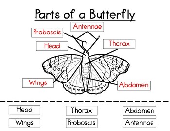 Preview of Butterfly Anatomy Labeling- Parts of a Butterfly
