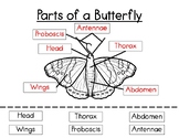Butterfly Anatomy Labeling- Parts of a Butterfly