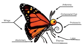 Butterfly Anatomy Lesson by Celeste Scelsi-Young | TpT