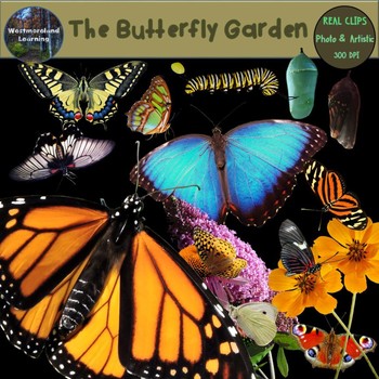 Preview of Butterfly Clip Art Monarch Life Cycle Photo & Artistic Digital Stickers