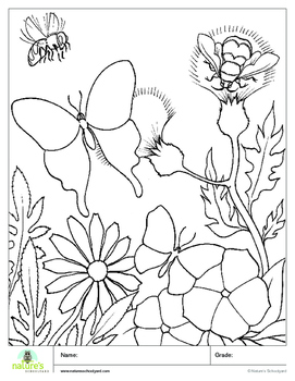 Butterfly Coloring Sheets - Williamsburg Botanical Garden