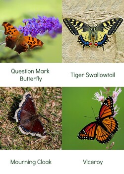 Preview of Butterfly Flip Cards
