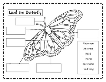 Butterfly Fun Science, Math and Literacy by Ladybug in Kindergarten
