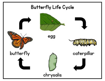 Butterfly Interactive Matching Cards / Hands-on Lessons / Montessori Style