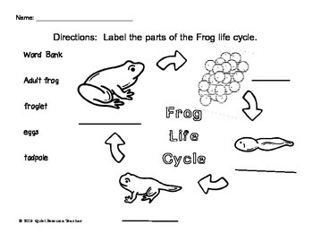 frog cycle review