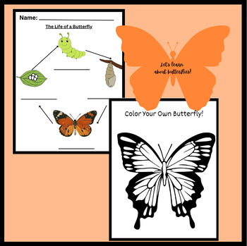 Preview of Butterfly Life Cycle