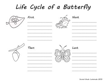 butterfly life cycle by 2nd grade lemonade teachers pay teachers