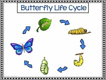 Butterfly Life Cycle Activities by Teacher Features | TPT