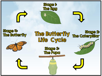 Preview of Butterfly Life Cycle AR Board