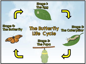 Butterfly Life Cycle AR Board by Pug Bug | TPT