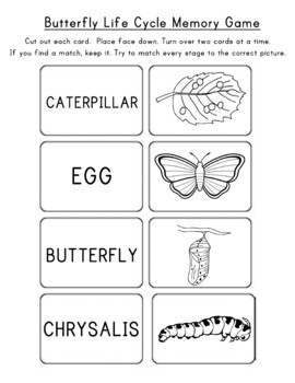 Butterfly Life Cycle Activities by Mr Adam's EDventures | TPT