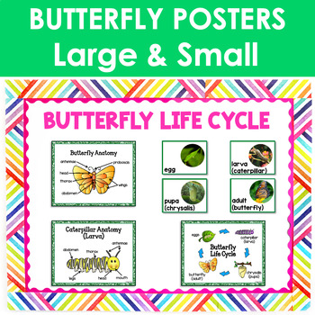 Butterfly Life Cycle Anchor Posters by Peggy Means - Primary Flourish