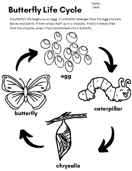 Preview of Butterfly Life Cycle Art & Design Packet