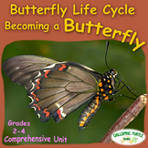 Butterfly Life Cycle - Becoming a Butterfly