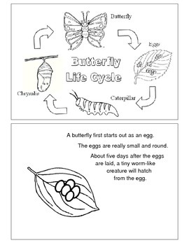 Preview of Butterfly Life Cycle Book