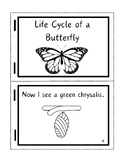 Butterfly Life Cycle Booklet - coloring book