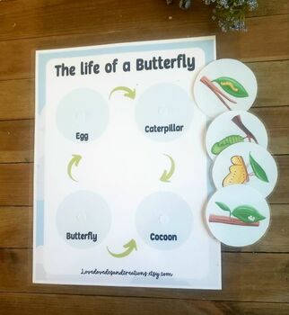 Butterfly Life Cycle, Butterfly Life Cycle Poster, Butterfly Life Cycle ...