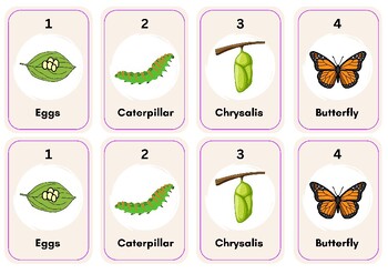 Preview of Butterfly Life Cycle Card Game "Go Chrysalis" with Instructions FUN & CUTE!