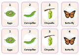 Butterfly Life Cycle Card Game "Go Chrysalis" with Instruc