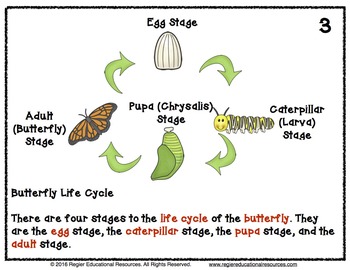 Butterfly Life Cycle Book by Teaching With a Touch of Honey | TpT