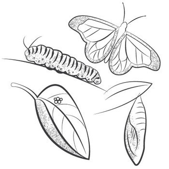 butterfly life cycle black and white clip art