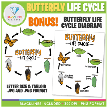 Butterfly Life Cycle Clip Art by Dazzling Clips | TpT