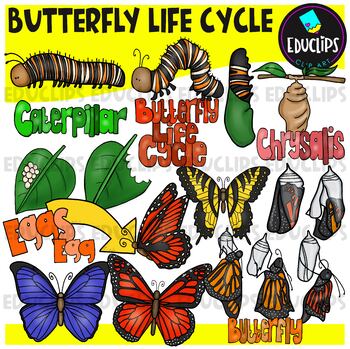 Preview of Butterfly Life Cycle Clip Art Set {Educlips Clipart}