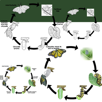 Butterfly Life Cycle Clipart | Complete Metamorphosis Clip Art | TPT