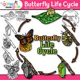 Butterfly Life Cycle Clipart Images: Bugs & Insects Clip A