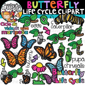 Preview of Butterfly Life Cycle Clipart {Life Cycles Clipart}