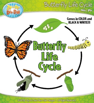 Butterfly Life Cycle Clipart {Zip-A-Dee-Doo-Dah Designs} | TpT